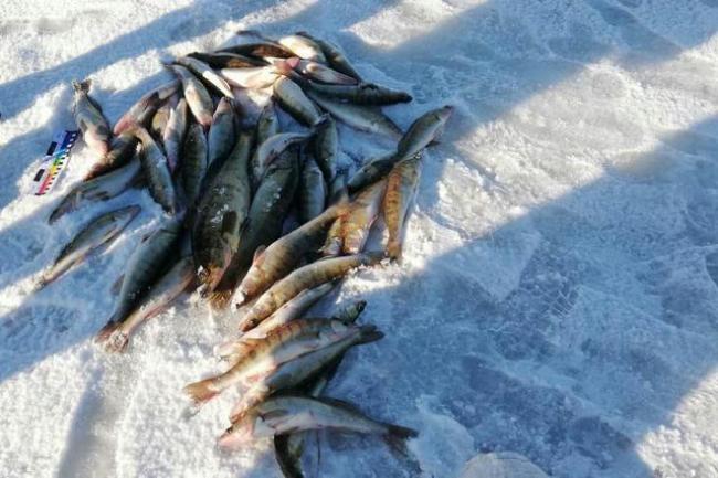 Рибному господарству Рівненщини завдали збитків на понад 18 тисяч гривень
