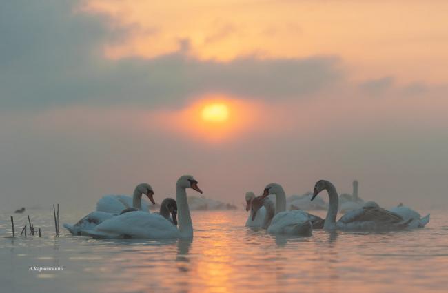 Рівненський фотограф зазнімкував лебедів на фоні заходу сонця (ФОТО)