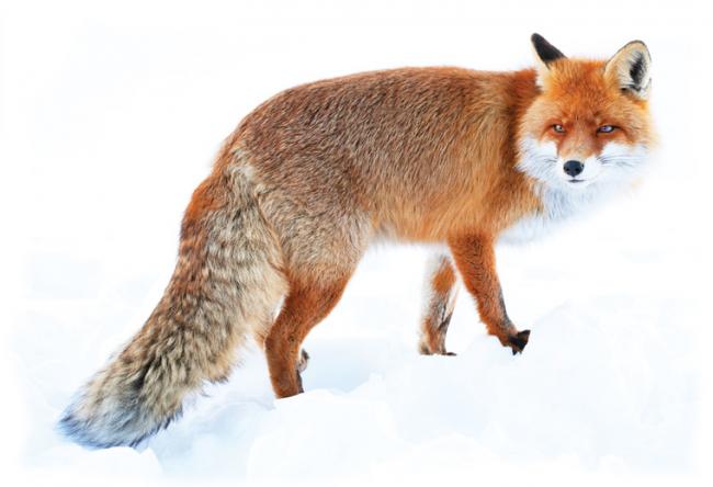 Сьогодні в околицях Дубна відстрілюватимуть червоних лисиць