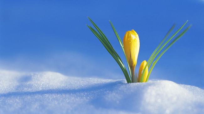 Зустріч зими з весною: народні традиції та прикмети Стрітення