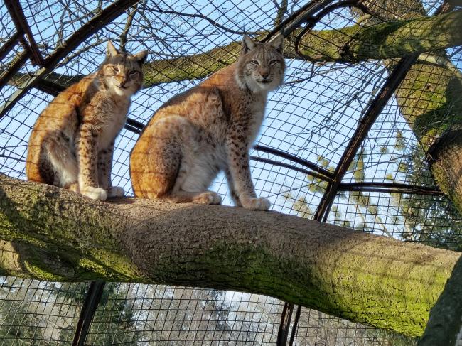 У рівненському зоопарку "котики" зустрічають весну (ФОТО)