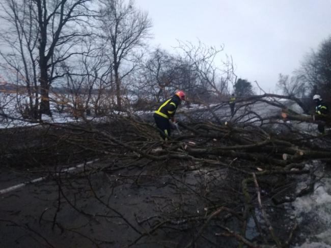 На Рівненщині повалене дерево перегородило дорогу (ФОТО)