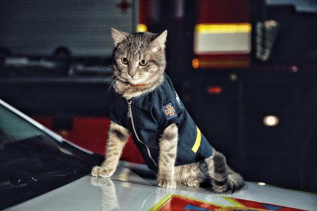 "Гроза мишей": рятувальники прихистили кота та видали йому форму