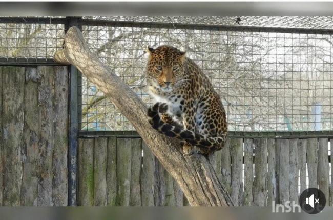 У Рівненському зоопарку амурський леопард тішиться сонячному дню (ВІДЕО)