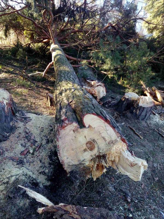 У селі на Рівненщині спиляли 24 дерева - щоб не було аварійних ситуацій