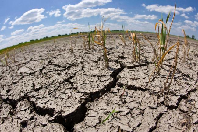 В Україні у 2021 році прогнозують сильну посуху