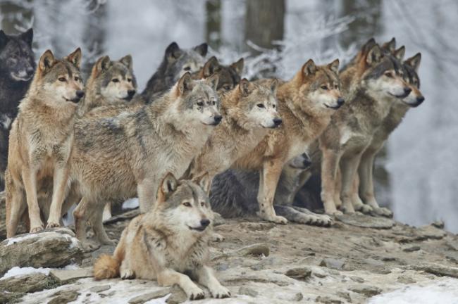 Вовки вже недалеко від Рівного: в області зростає популяція диких тварин