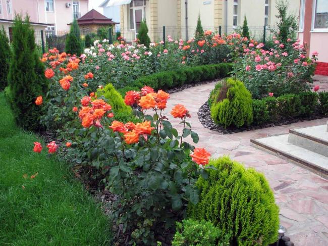 Як правильно садити троянди навесні: поради та секрети догляду