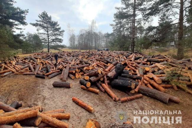 На Рівненщині поліція виявила майже 100 кубометрів зрізаних сосен