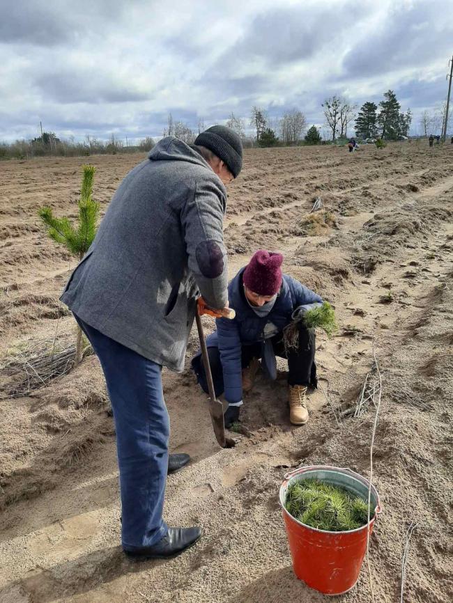 На Рівненщині педагоги взялись садити дерева