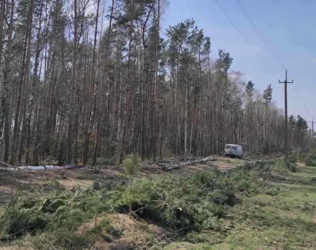 На Рівненщині зрізали дерева, щоб убезпечити 7 сіл від знеструмлення