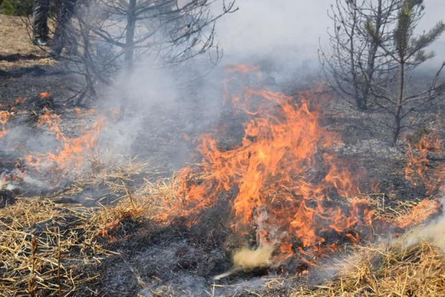 На Рівненщині за вихідні рятувальники 20 разів гасили загоряння сухої трави