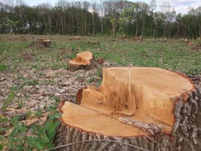 На Рівненщині лісогосподарське підприємство сплатило штраф за незаконну вирубку