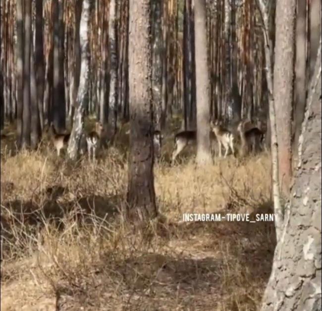 У лісах Сарненщини зафільмували зграю оленів (ВІДЕО)