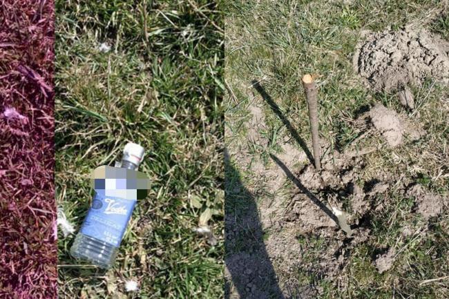 У селі на Рівненщині викрали ялинки, які посадили в суботу: замість них лишили пляшку з-під горілки