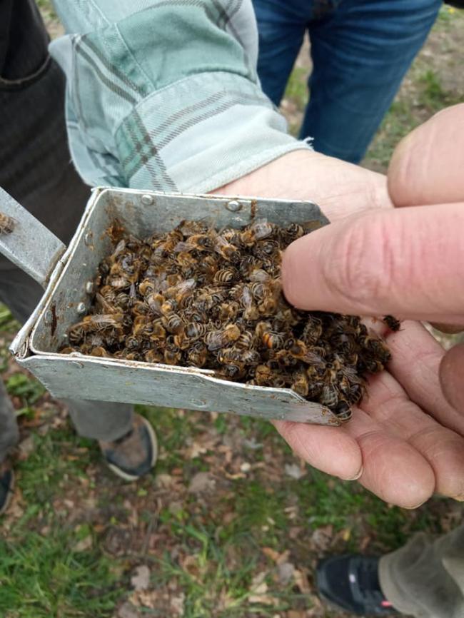 У громаді на Рівненщині масово гинуть бджоли (ВІДЕО)