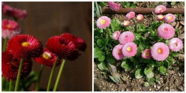 Які квіти посадити на кладовищі: перелік невибагливих рослин