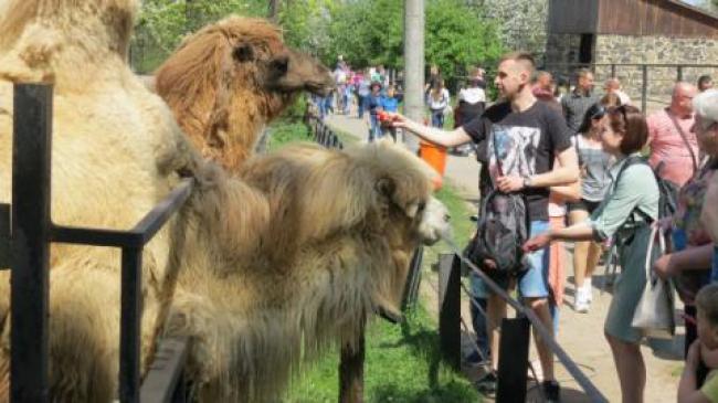Захистити тварин від людей: Рівненський зоопарк шукає волонтерів