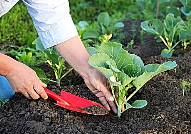 Чим підживлювати капусту, щоб отримати хороший урожай