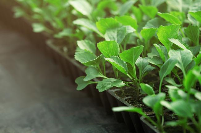 Коли краще садити капусту у відкритий ґрунт у 2021-му році?