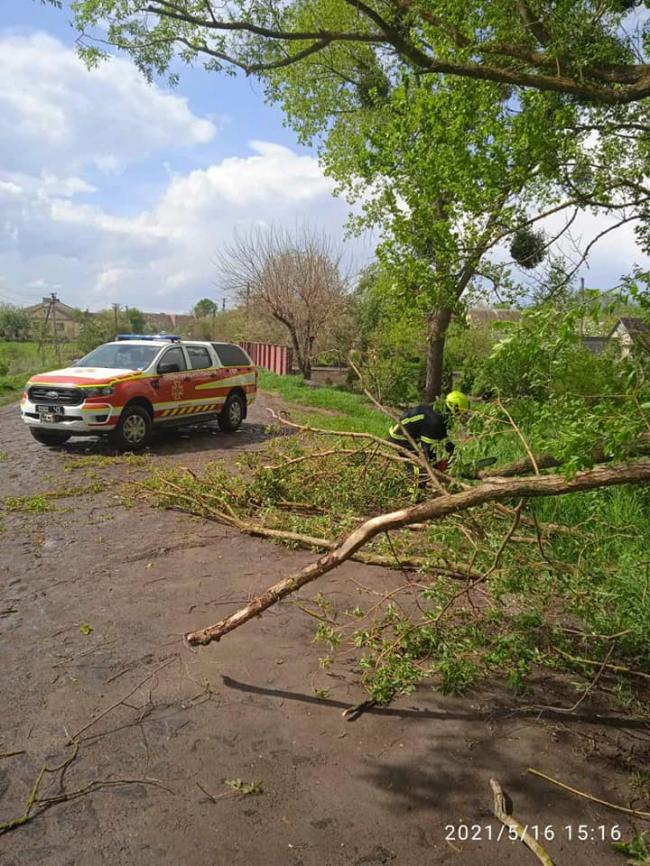 На Рівненщині вітрюган повалив дерево (фотофакт)