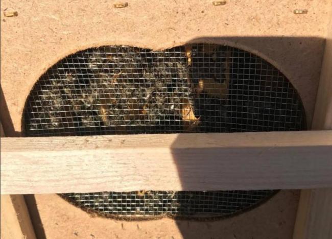 На Закарпатті загинули мільйони бджіл, яких перевозили поштою