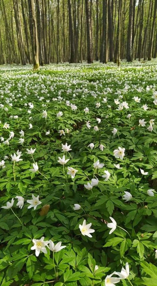 Костопільський ліс вкрився килимом з квітів (ФОТО)