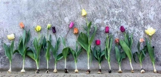 Тюльпани відцвітають: коли викопувати цибулини та як правильно зберігати?