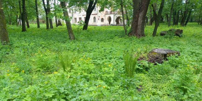 У селищі на Рівненщині невідомі викопали і понищили у парку рідкісні рослини (ВІДЕО)