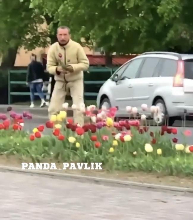 У Костополі чоловік серед білого дня рвав тюльпани на клумбі (ВІДЕО)