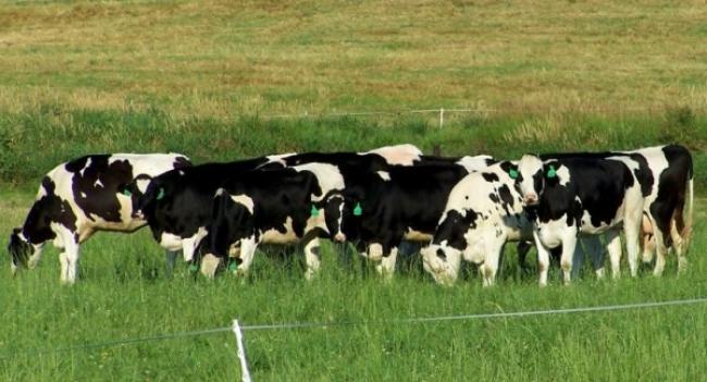 У Рівненській області за останні 25 років у 7 разів зменшилась кількість великої рогатої худоби