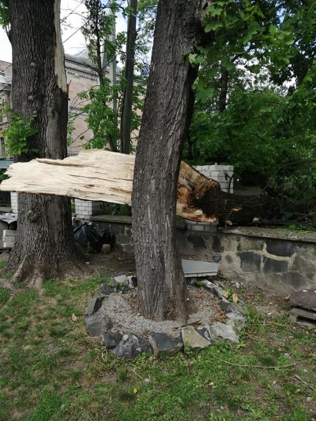 У Рівному на паркан біля костелу сильний вітер повалив дерево (фотофакт)