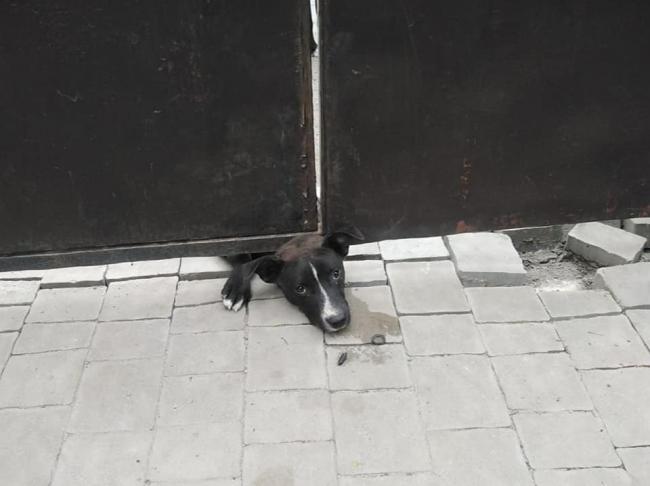 У Рівному в районі Пивзаводу пес застряг під металевими воротами (ФОТО)