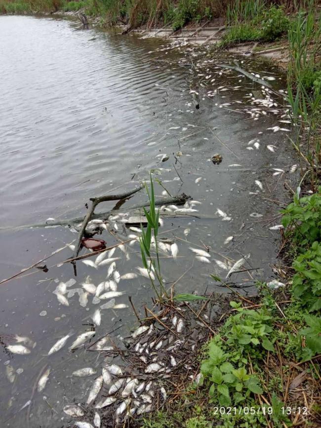 У водоймі на Поліссі загинула риба (ФОТО)