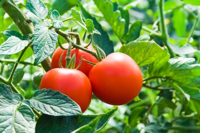 Висаджування розсади помідор у відкритий ґрунт: поради і рекомендації