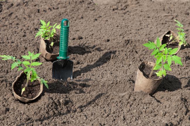 Як добре підживити ґрунт, перш ніж садити помідори? 