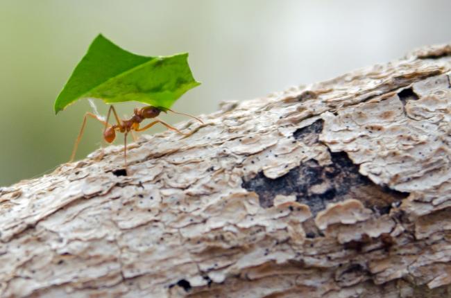 Як позбутись мурах на земельній ділянці - проста хитрість