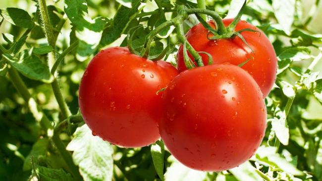 Як правильно доглядати за помідорами у відкритому ґрунті