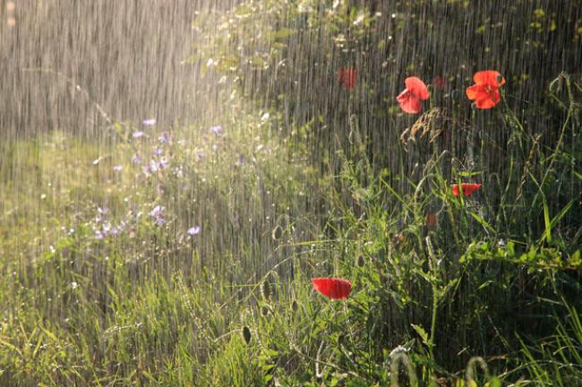 На Рівненщині прогнозують дощовий тиждень