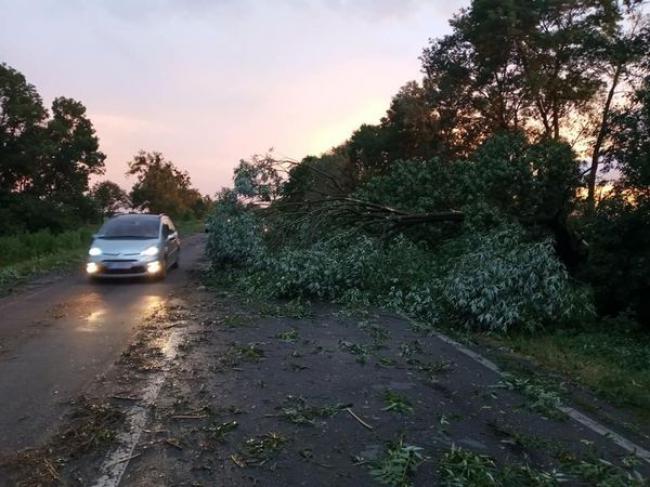 5 пошкоджених авто і понад 180 повалених дерев: Рівненщина оговтується після буревію