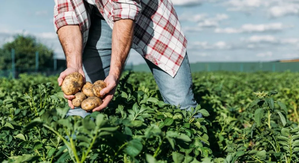 Як доглядати за картоплею, аби мати щедрий врожай