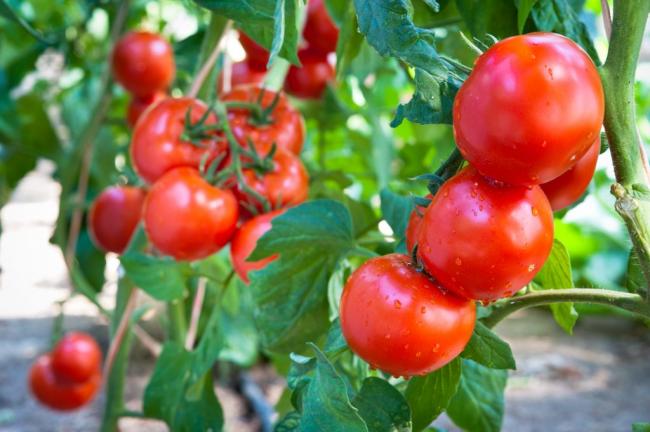 Догляд за помідорами у відкритому грунті: секрети великого врожаю