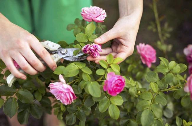 Догляд за трояндами влітку: обрізка, полив і підживлення