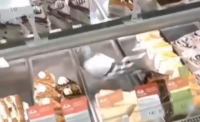 Голуб серед тортів: у рівненський супермаркет пробрався птах (ВІДЕО)