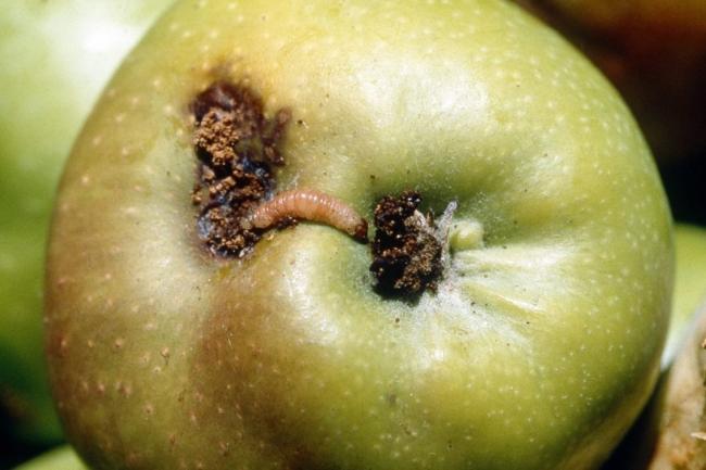 На Рівненщині активізуються шкідники яблук