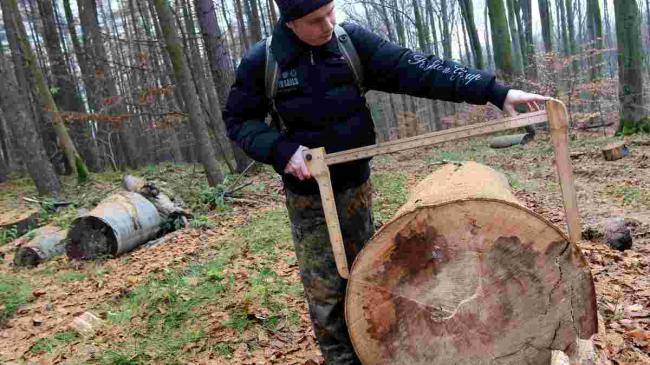На Рівненщині лісівник заплатив майже 100 тисяч гривень за свою недбалість