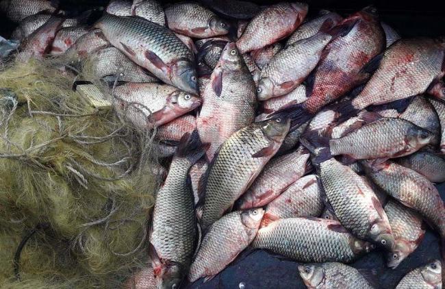 За місяць на Рівненщині більше сотні разів порушували правила рибальства
