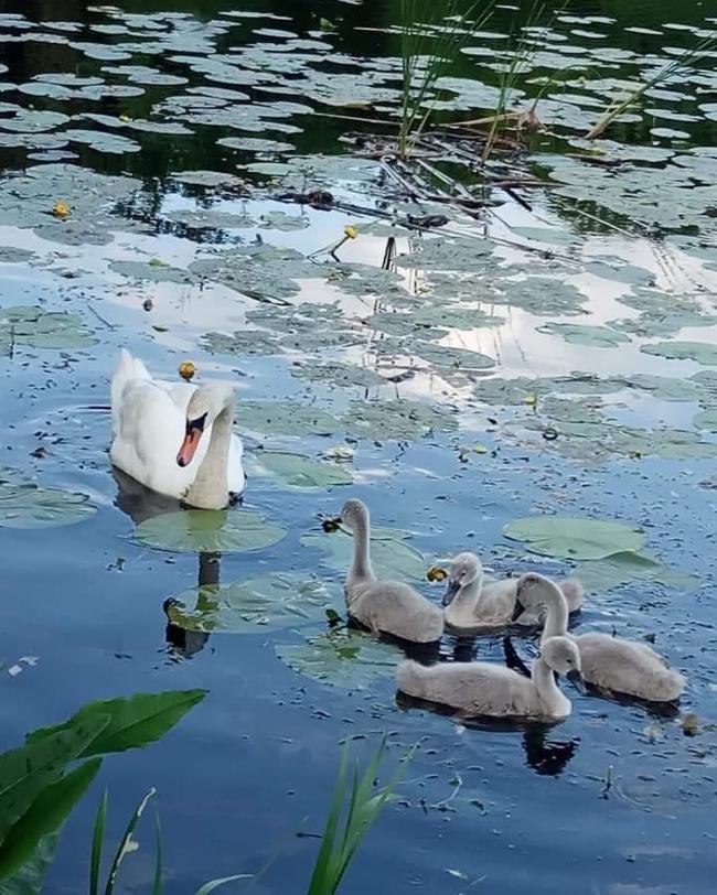 На водоймі у Костополі лебеді "виховують" потомство (ВІДЕО)