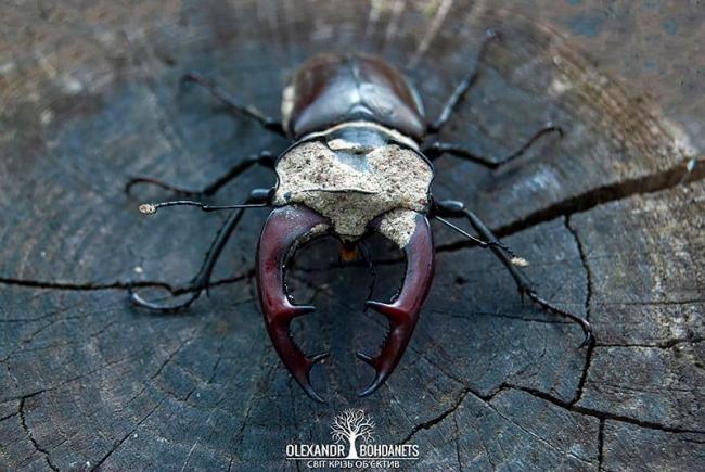 Фотограф з Рівненщини зазнімкував "червонокнижного" жука-оленя (ФОТО)