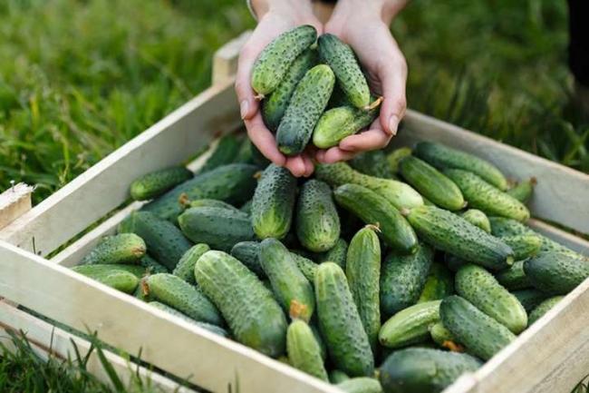 Поради для городників: як вдвічі збільшити урожай огірків? 